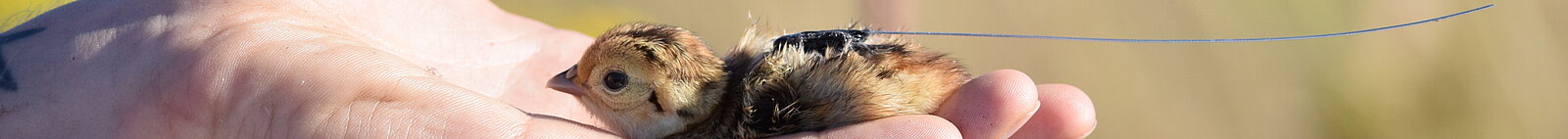 Pheasant chick on a human hand