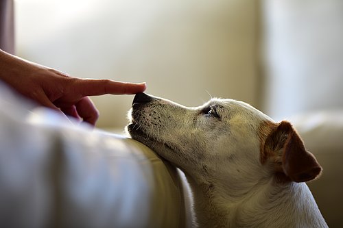 Jack-Russell-Hund mit braunen Ohren interagiert mit menschlichem Finger auf der Nase.