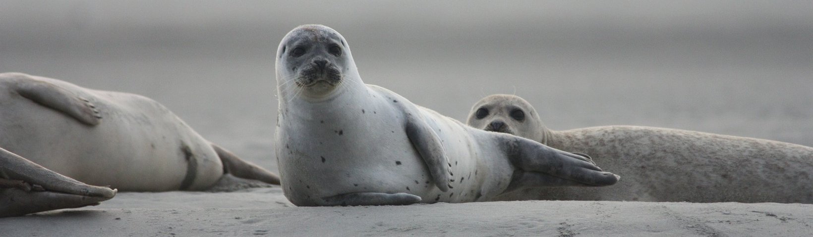 Robben am Strand Robben am Strand
