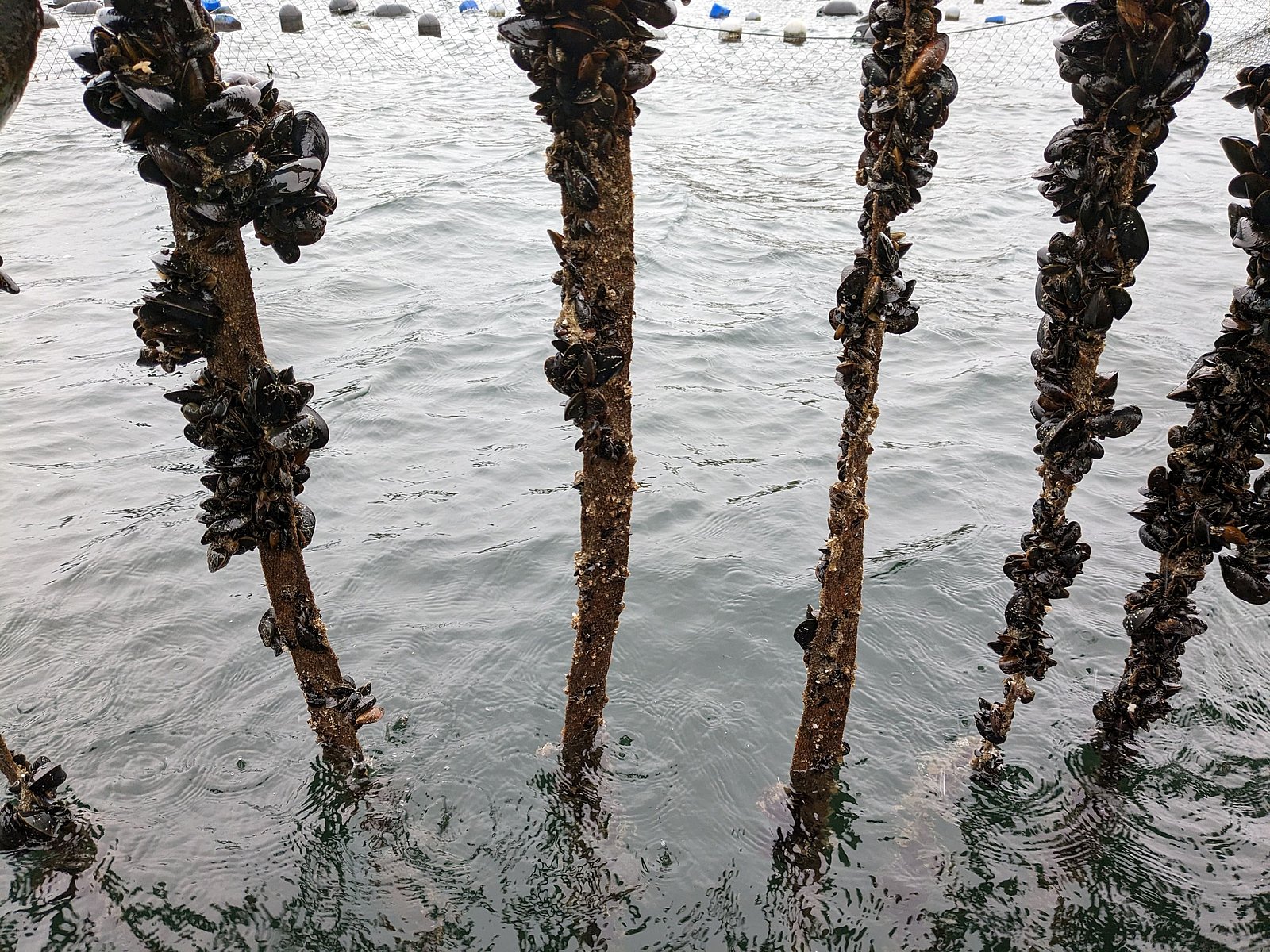 Abgefressene Muschelkontrollleinen die für die Eiderenten frei zugänglich