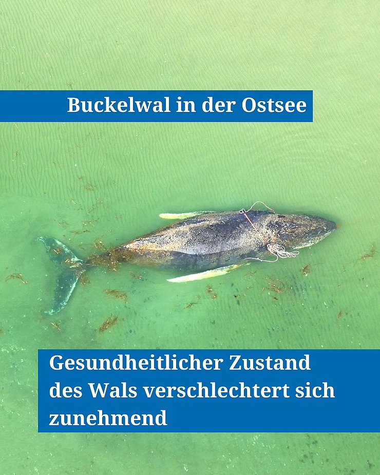 Buckelwal in der Ostsee
