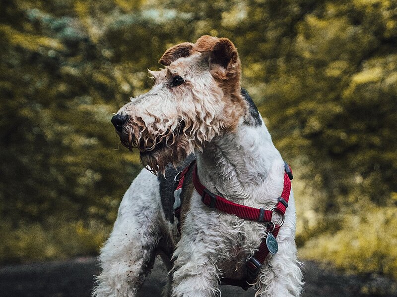 Fox Terrier rough