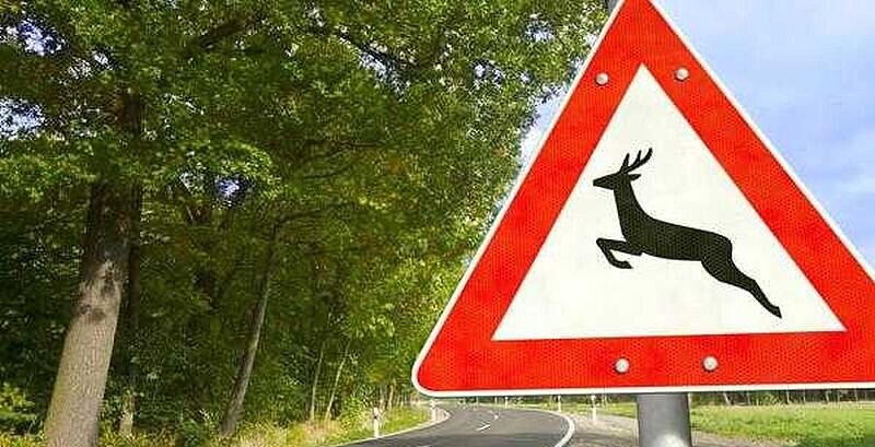 Roadside deer crossing sign