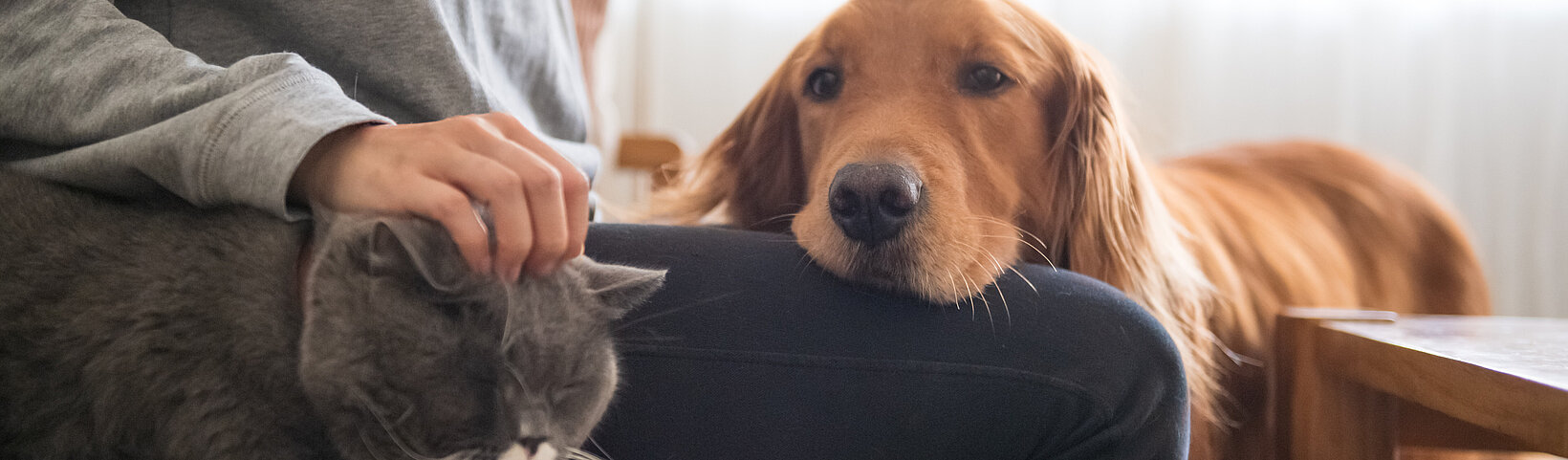 Frau auf dem Sofa mit Katze und Hund 