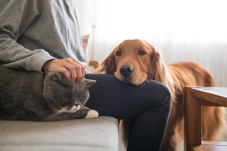 Frau auf dem Sofa mit Katze und Hund