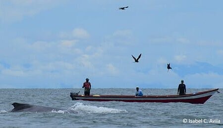 Fisherman fishing with a net in front of a whale, © Isabel C. Avila