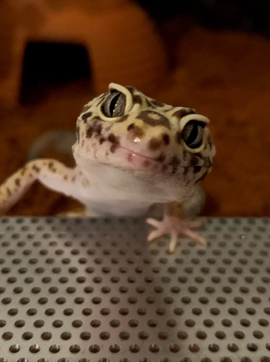 Profilbild Gecko