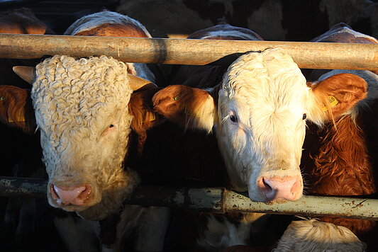 Photo: 2 cattle in a barn.