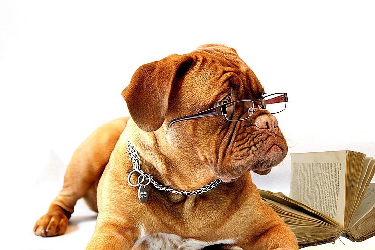 Hund mit Brille