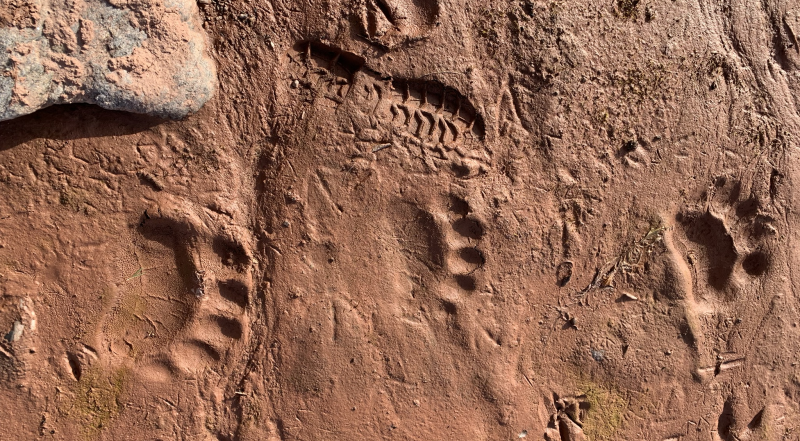 Polar bear tracks in the thawed ground ©L.A. Schick, ITAW 