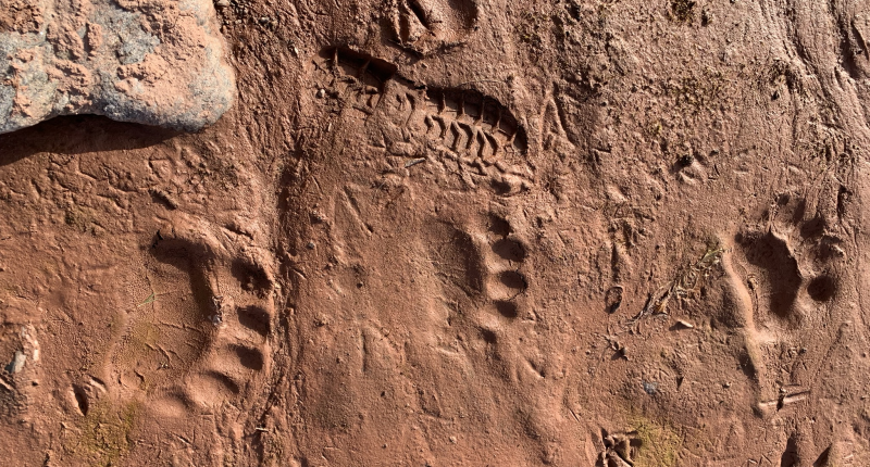 Eisbaerspuren im aufgetauten Boden ©L.A. Schick, ITAW 