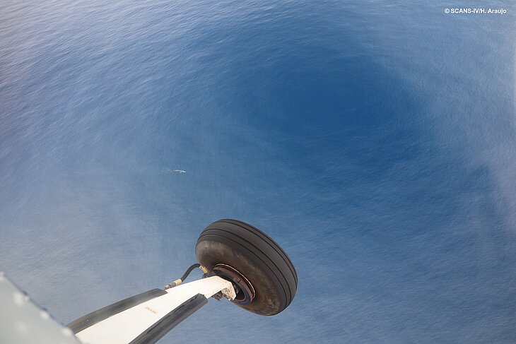 Finnwal – fotografiert aus einem der Beobachtungsflugzeuge.