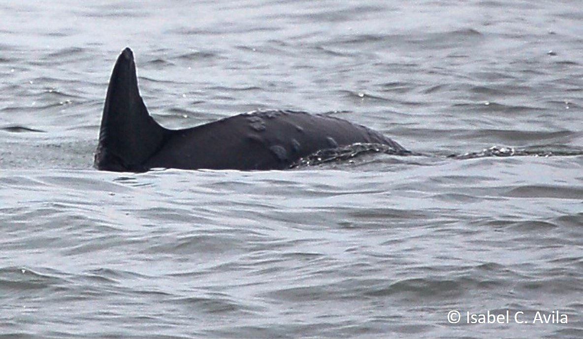 Bottlenose dolphin with skin disease, © Isabel C. Avila