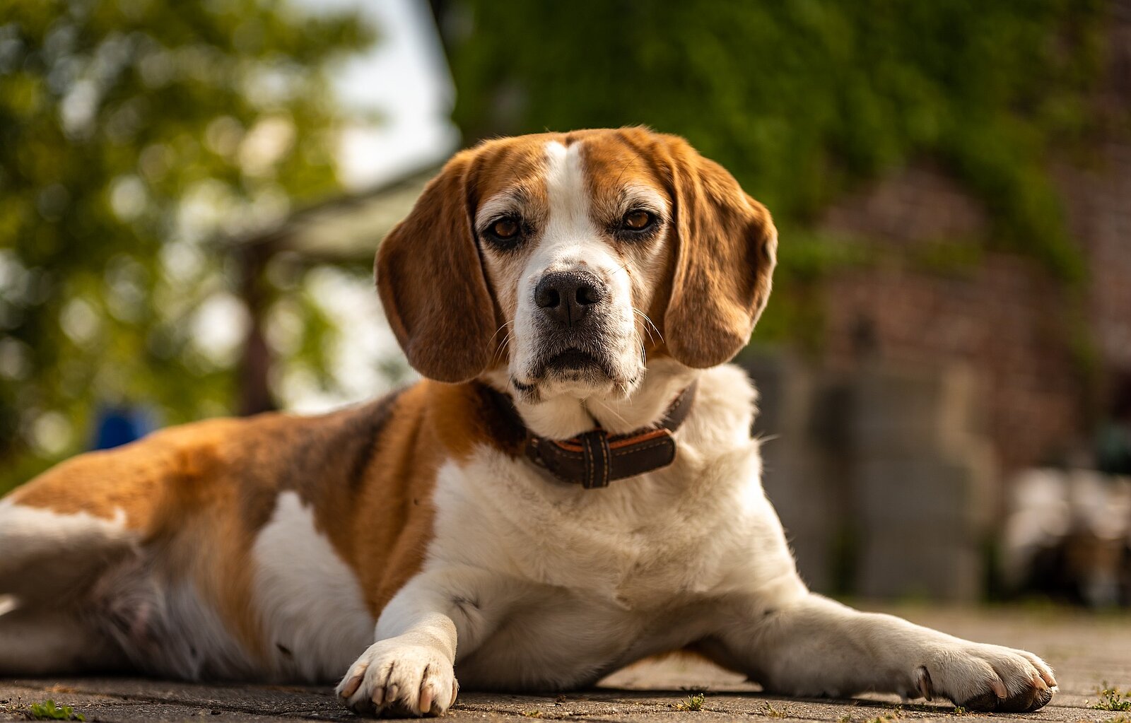 Beagle liegend