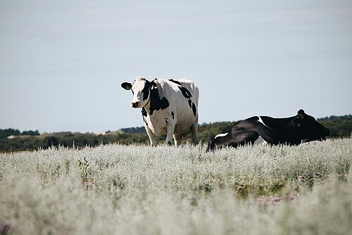 Schwarz-weiße Kuh auf Weide