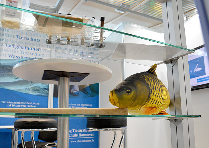 An dieser Attrappe konnte das Team der Abteilung Fischkrankheiten und Fischhaltung demonstrieren, wie Karpfen betäubt werden können. Foto: Sonja von Brethorst