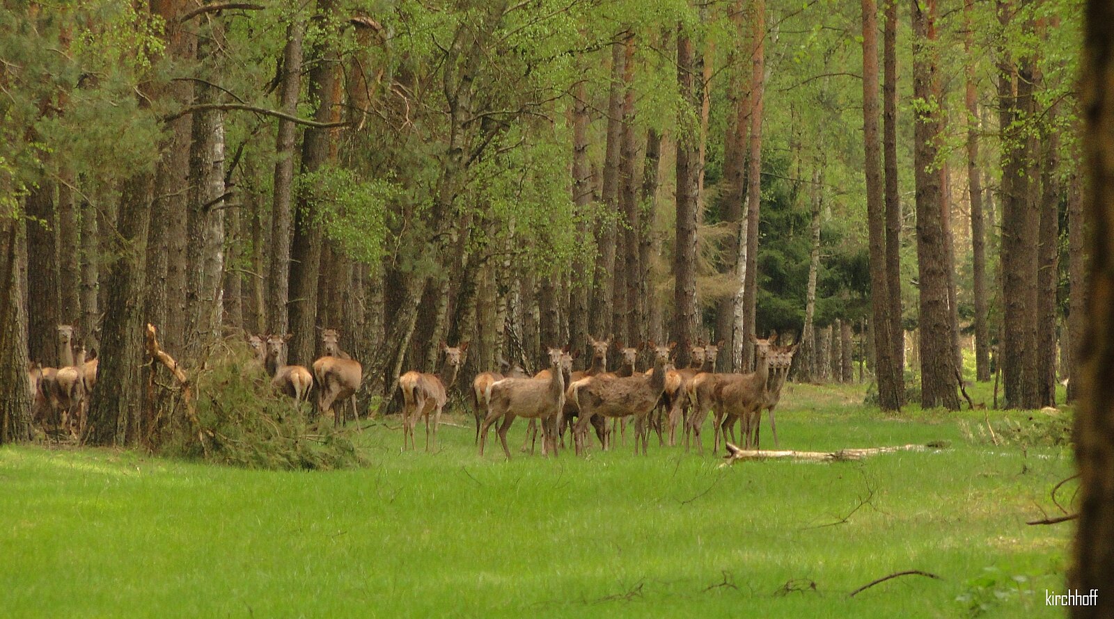 Kahlwild auf einer Waldlichtung