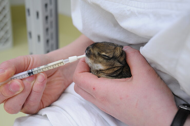 Stationäre Betreuung. Das Foto zeigt die Fütterung eines jungen Kaninchens aus der Spritze.
