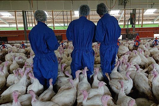 Photo: 3 scientists in a turkey barn.