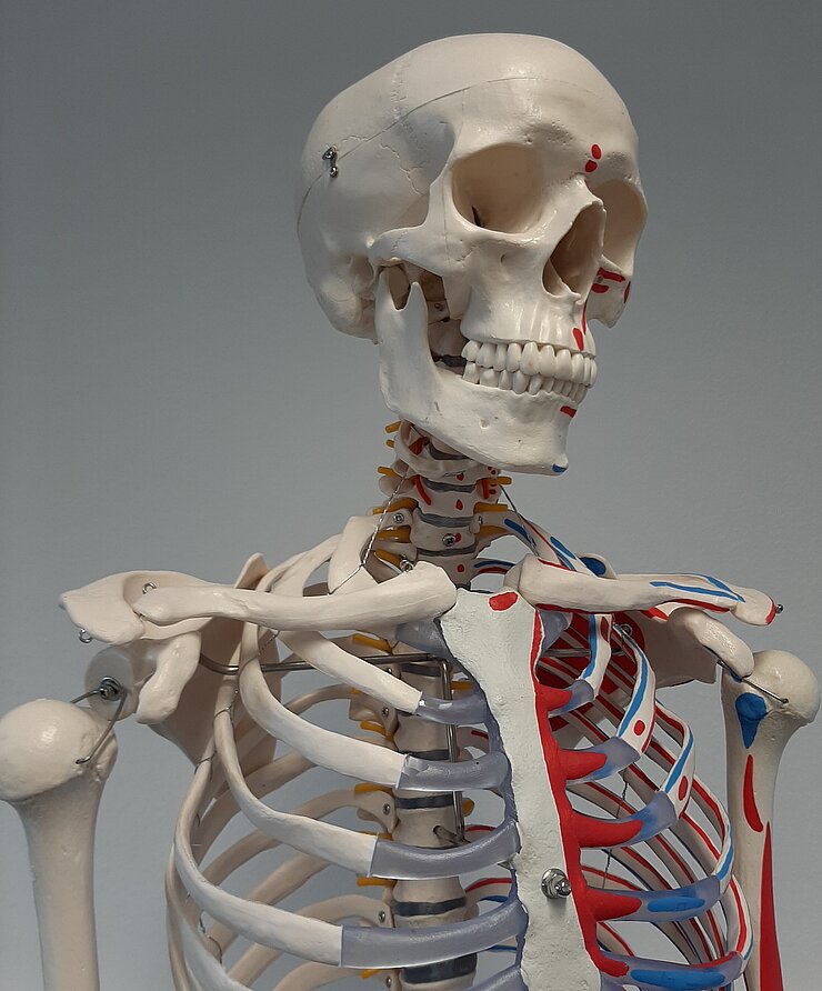 Bild eines Skelettes, welches Teil des Radiologie-Rätsels ist und Lust auf das höhere Semester macht