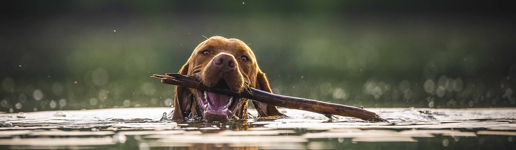 Hund im Wasser 