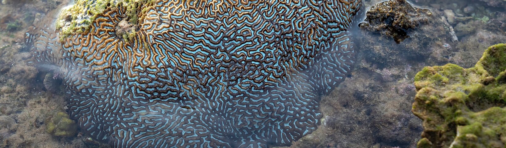 Koralle mit hirnartiger Struktur 