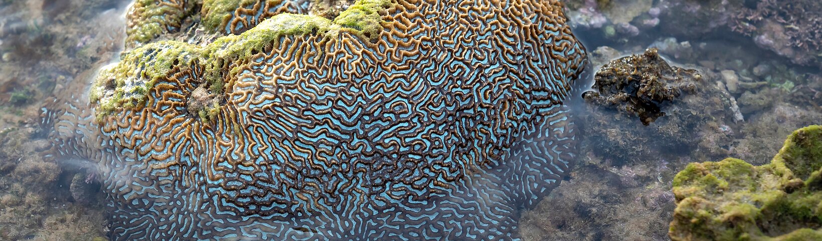 Korallenstruktur 