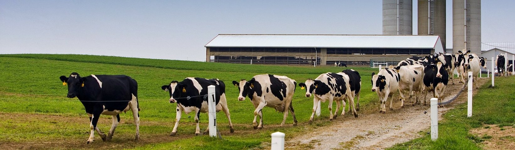 Cattle production