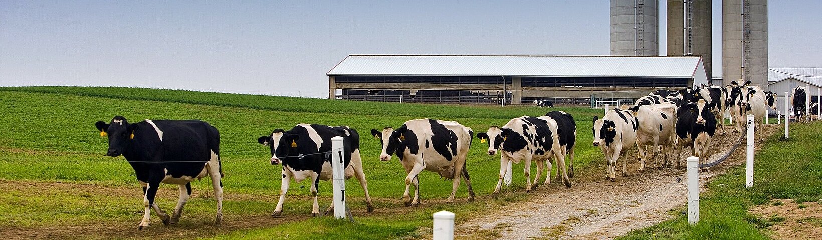 Cattle production 