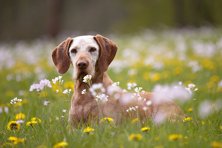 Ergrauter Hund in Blumenwiese