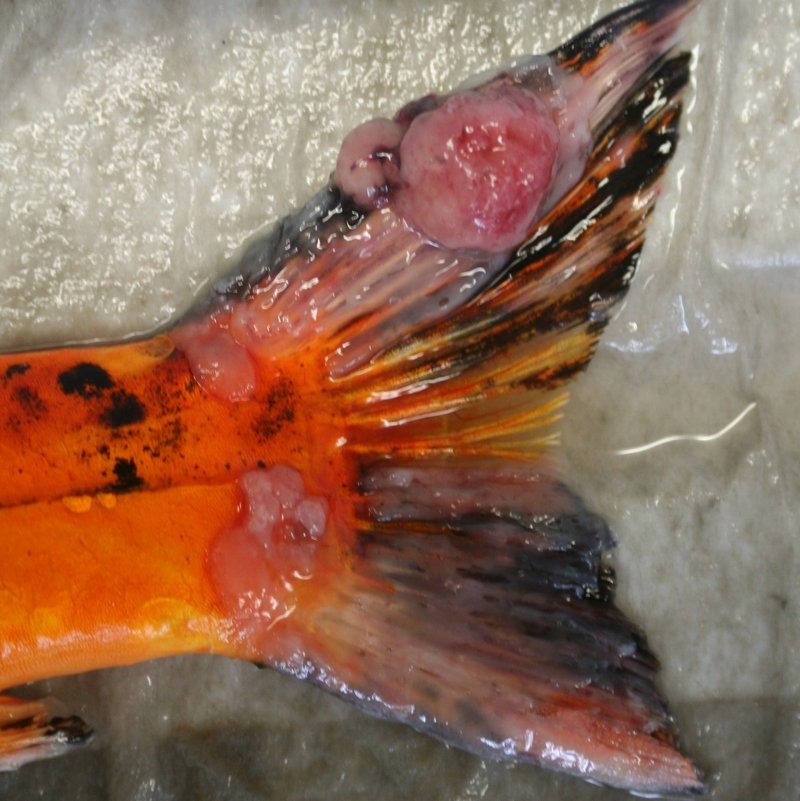 Tumore Schwanzflosse