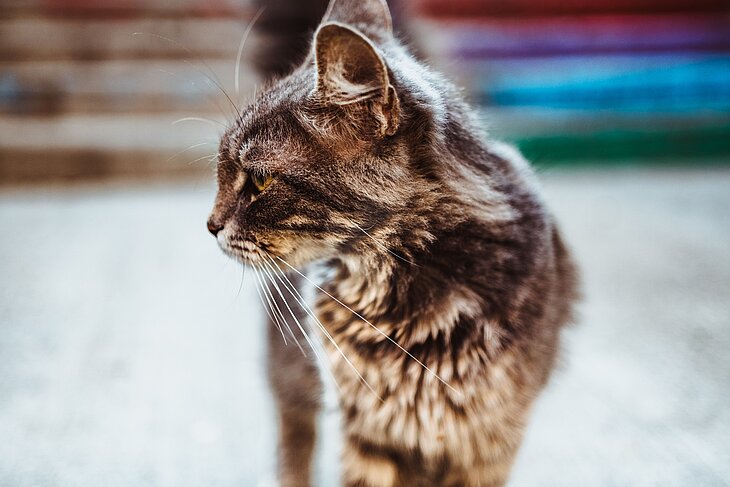 alte Katze