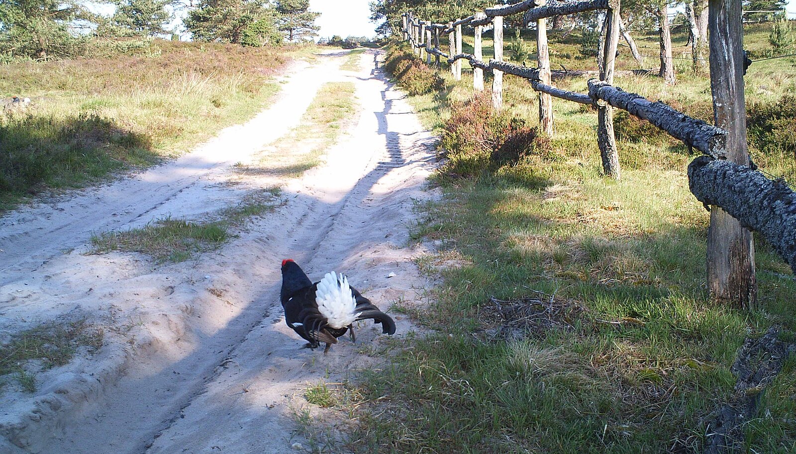 Birkhahn auf einem Feldweg