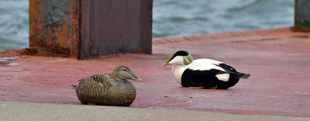 Common Eider (Somateria mollissima) ©Abbo van Neer