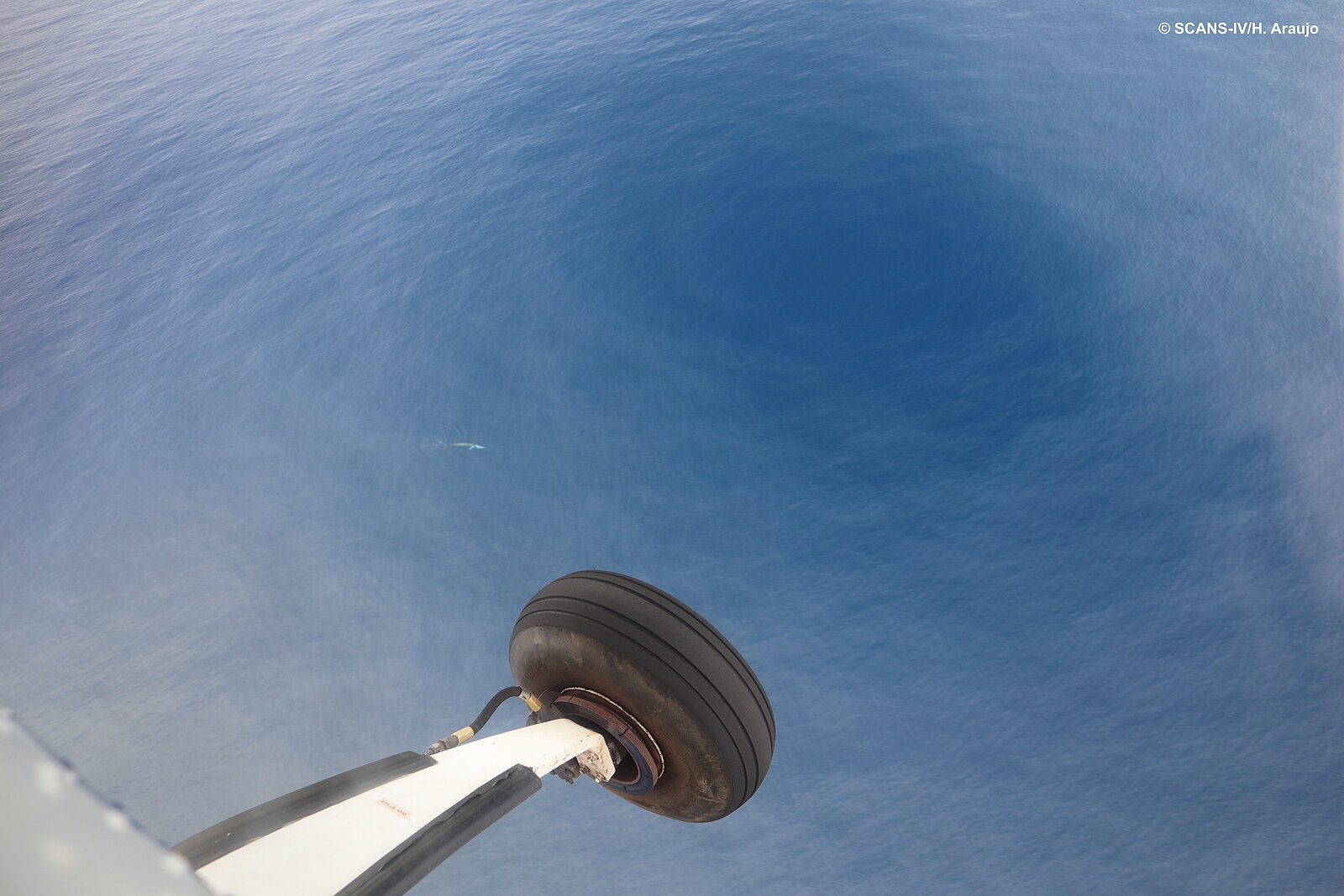 Fin whale at the surface, picture taken by plane