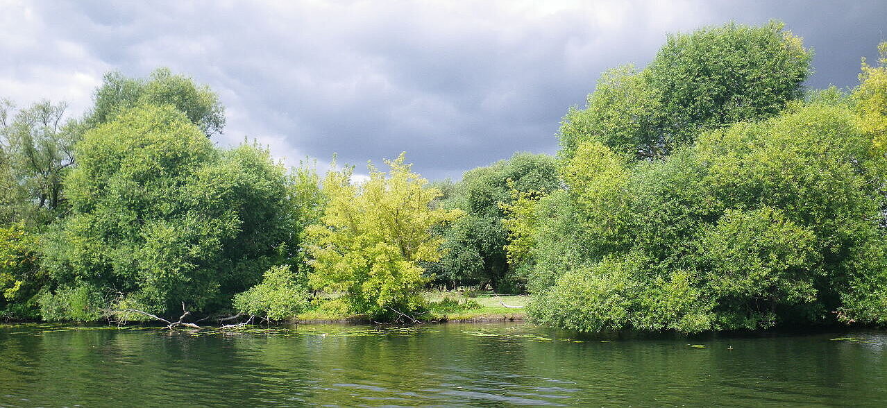 Shore of a river with small trees