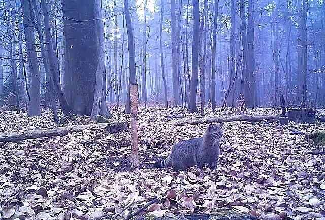 Europäische Wildkatze auf Waldlichtung