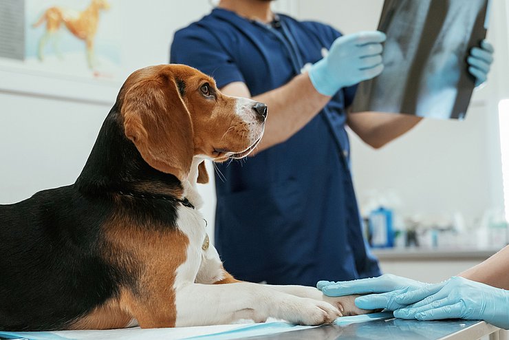 Tierarzt schaut Röntgenbild vom Beagle an