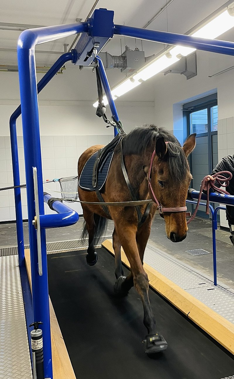 Hochgeschwindigkeitslaufband