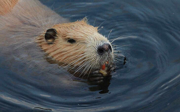 Nutria schwimmt im Wasser