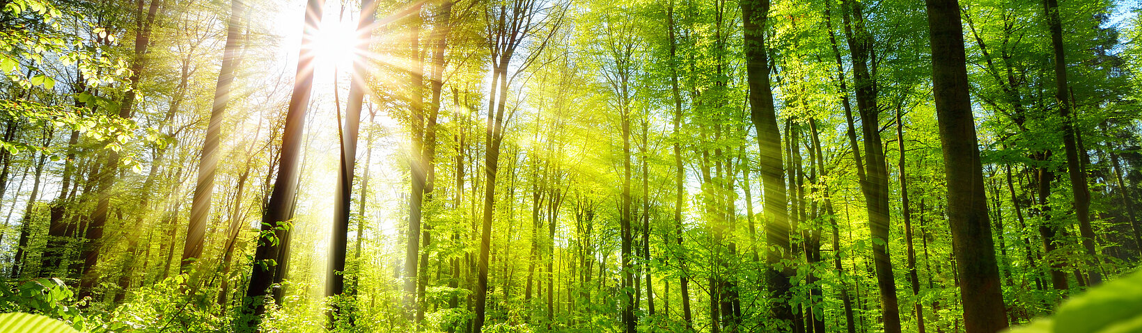 Sonnenlicht durchfluteter grüner Wald 