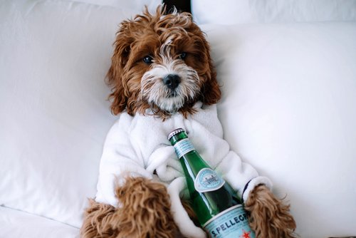 Ein Hund liegt bekleidet mit einem Bademantel und einer Flasche Wasser am Körper auf einem Bett. 