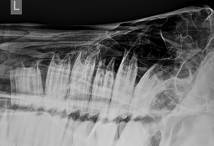 Röntgenbild des Kopfes eines Pferdes.