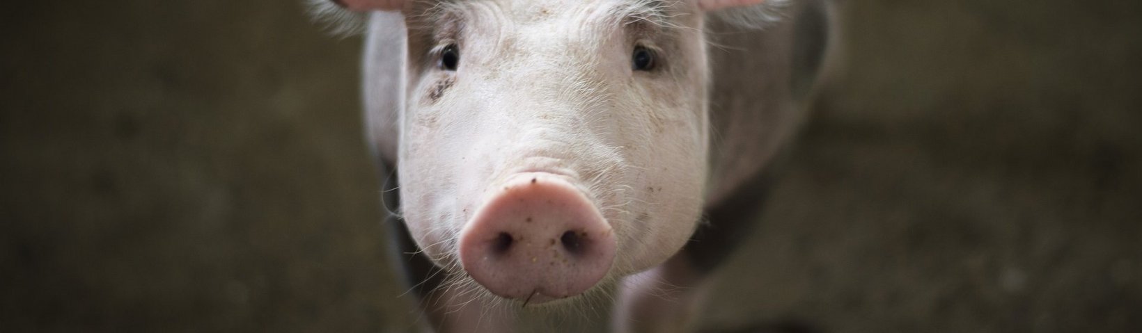 Schweinchen
