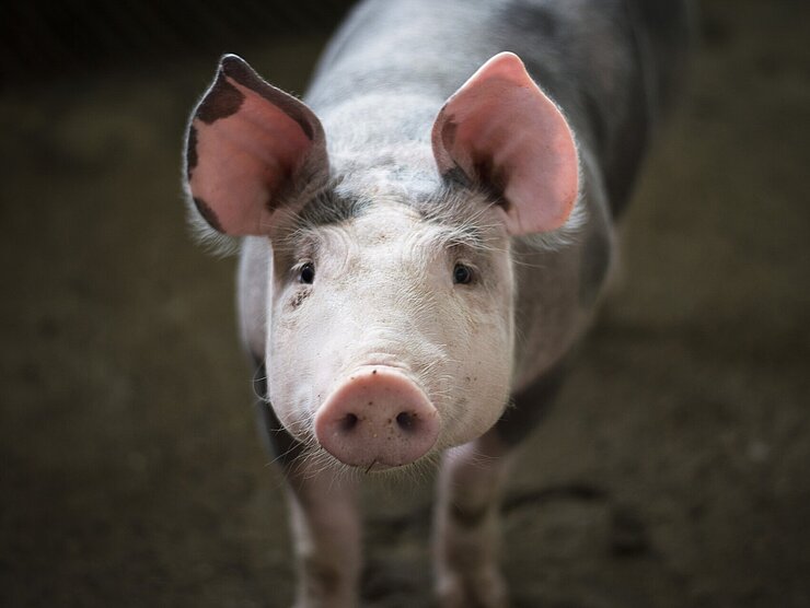 Schweinchen