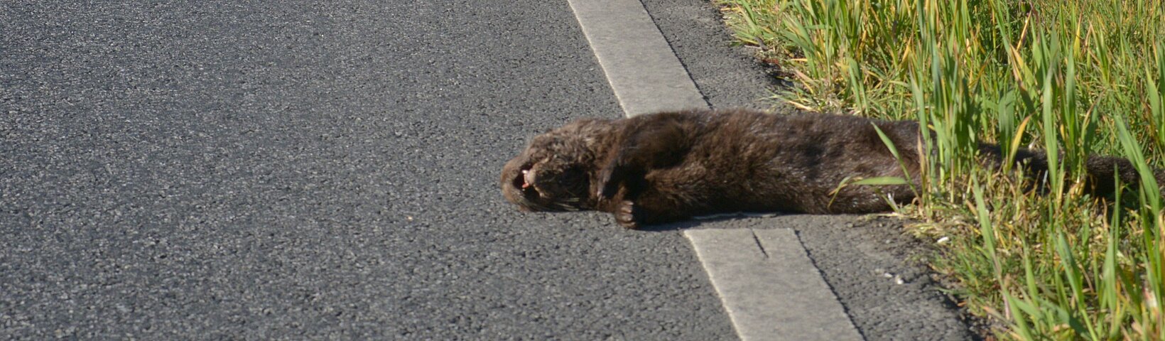 Dead otter on the street 