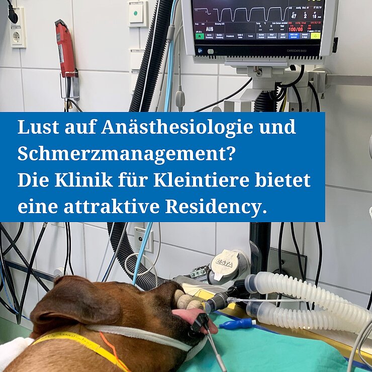 Ein Hund liegt in der Narkose.