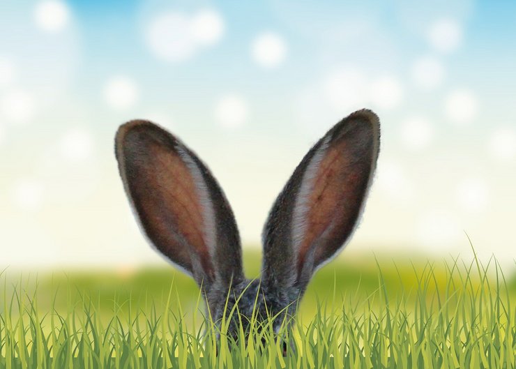 Hase im Gras (Symbolbild)