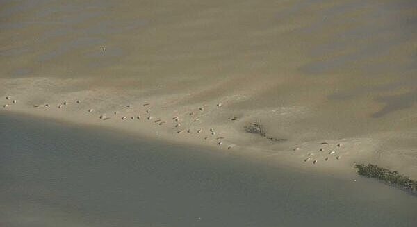 Harbor seals on their mooring photographed from airplane