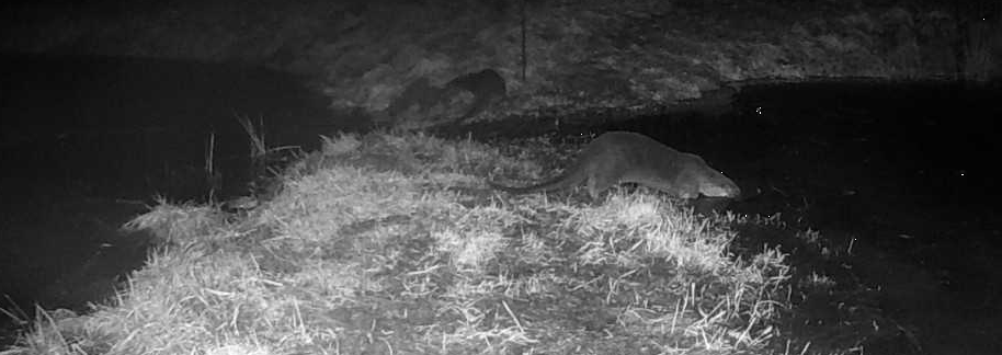 A photograph taken at night of an otter in a pond complex